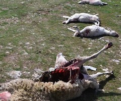 Nuevo ataque de los lobos en la sierra norte de Guadalajara
